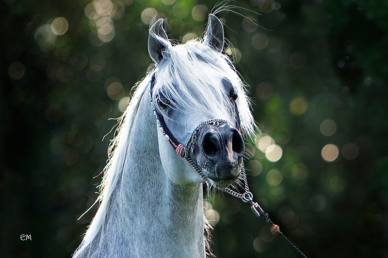 Arabian Horse Wakil Aljassimya