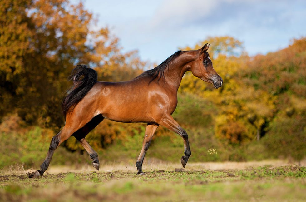 Arabian horse photographer photography - Emma Maxwell Arabians