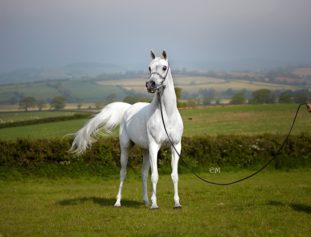 Veteran EUZA Devon arabian horse photography