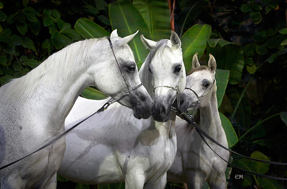 three al ward arabian horse photography